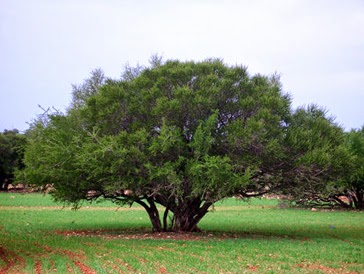 argan-tree-argania-spinosa-from-morocco