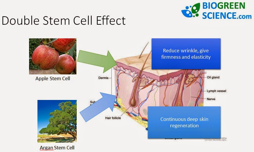 double stem cell effect